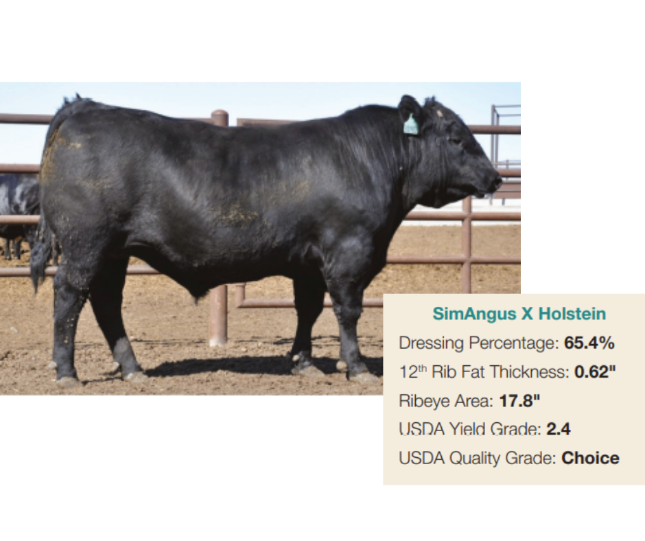 Beef X Dairy Vision & Reality Drovers